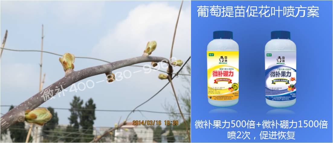 獼猴桃萌芽期如何施肥，才能促進(jìn)萌芽齊、萌芽壯？